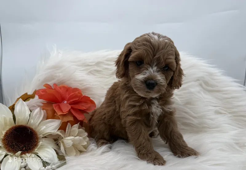 Cherry – Cockapoo puppy for sale in Stoutland, MO
