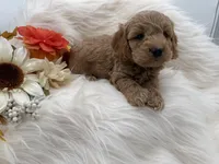 Fuzz, a male Cockapoo for sale in Stoutland, MO – 3 of 3