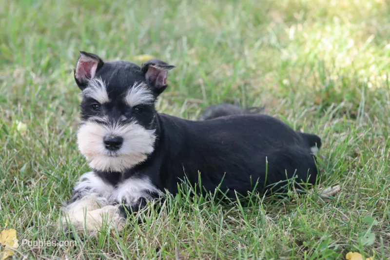 Jewels – Miniature Schnauzer puppy for sale in Stoutland, MO