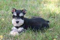 Jewels, a female Miniature Schnauzer for sale in Stoutland, MO – 1 of 8