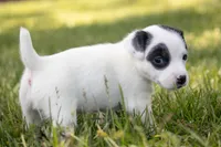 Nelly , a female Jack Russell Terrier for sale in Stoutland, MO – 2 of 4