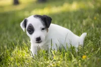Nelly , a female Jack Russell Terrier for sale in Stoutland, MO – 1 of 4