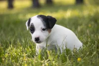 Nelly , a female Jack Russell Terrier for sale in Stoutland, MO – 3 of 4