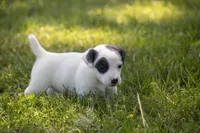 Nelly , a female Jack Russell Terrier for sale in Stoutland, MO – 4 of 4
