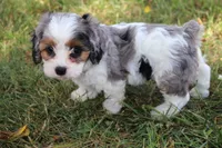 Sophia, a female Cavapoo for sale in Stoutland, MO – 3 of 3
