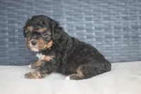 Arlo , a male Cavapoo for sale in Stoutland, MO – Photo 4 of 5