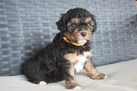 Arlo , a male Cavapoo for sale in Stoutland, MO – Photo 5 of 5