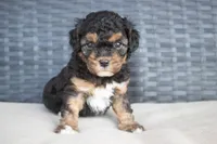 Arlo , a male Cavapoo for sale in Stoutland, MO – Photo 1 of 5