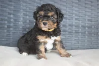 Arlo , a male Cavapoo for sale in Stoutland, MO – Photo 3 of 5