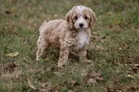 Gretchen, a female Cockapoo for sale in Stoutland, MO – Photo 1 of 2