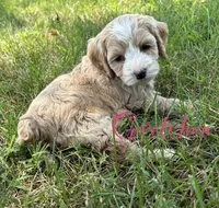Gretchen, a female Cockapoo for sale in Stoutland, MO – Photo 2 of 2
