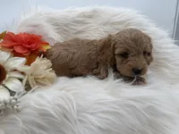 Fuzz, a male Cockapoo for sale in Stoutland, MO – 2 of 3
