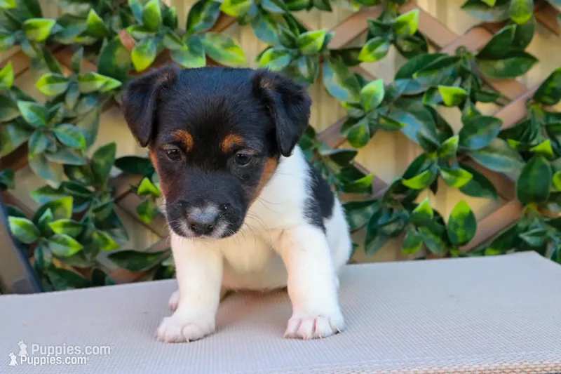 Sassy – Jack Russell Terrier puppy for sale in Stoutland, MO