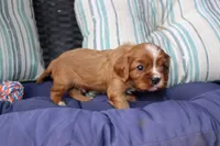 Rider, a male Cavalier King Charles Spaniel for sale in Stoutland, MO – 5 of 5
