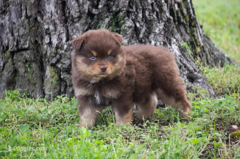 Phillip – Miniature Australian Shepherd puppy for sale in Stoutland, MO