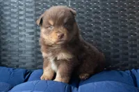 Phillip, a male Miniature Australian Shepherd for sale in Stoutland, MO – Photo 2 of 4