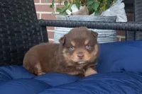 Phillip, a male Miniature Australian Shepherd for sale in Stoutland, MO – Photo 3 of 4