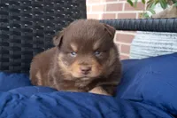 Phillip, a male Miniature Australian Shepherd for sale in Stoutland, MO – Photo 4 of 4