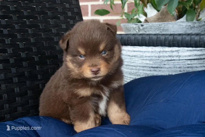 Phillip – Miniature Australian Shepherd puppy for sale in Stoutland, MO