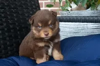 Phillip, a male Miniature Australian Shepherd for sale in Stoutland, MO – Photo 1 of 4