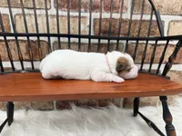 Julie, a female Jack Russell Terrier for sale in Stoutland, MO – 2 of 5