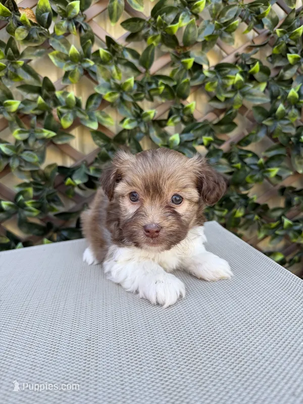Clint – Havanese puppy for sale in Stoutland, MO