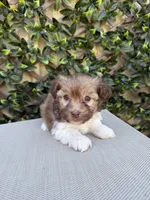 Clint, a male Havanese for sale in Stoutland, MO – 1 of 1
