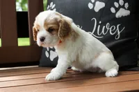 Sissy, a female Cocker Spaniel for sale in Stoutland, MO – 7 of 7
