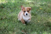 AKC Violet, a female Pembroke Welsh Corgi for sale in Stoutland, MO – 1 of 3