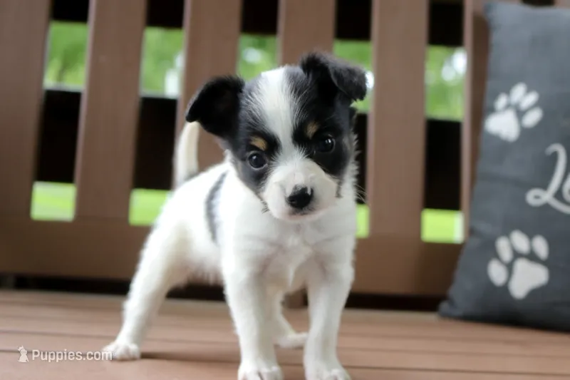Cora, a female Papillon for sale in Stoutland, MO – 1 of 5