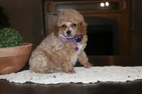 Sugar, a female Poodle - Miniature  for sale in Stoutland, MO – 2 of 3