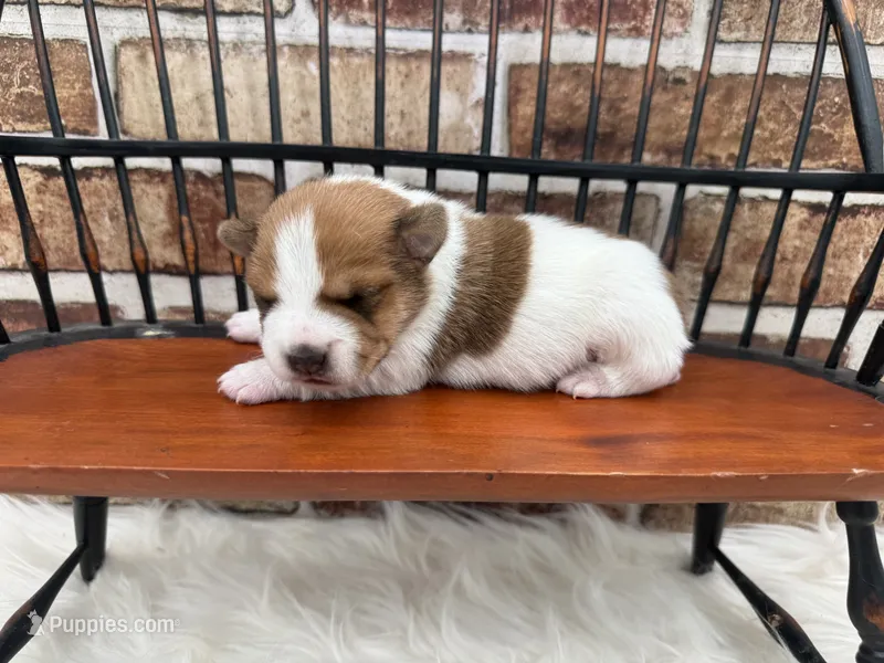 James – Jack Russell Terrier puppy for sale in Stoutland, MO