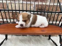 James, a male Jack Russell Terrier for sale in Stoutland, MO – 1 of 3