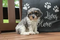 Becky, a female Cavapoo for sale in Stoutland, MO – 5 of 5