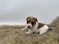 Lilly, a female Jack Russell Terrier for sale in Stoutland, MO – 4 of 4