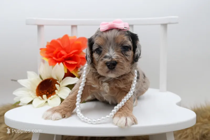 Reese – Cavapoo puppy for sale in Stoutland, MO