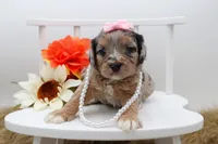 Reese, a female Cavapoo for sale in Stoutland, MO – 1 of 3
