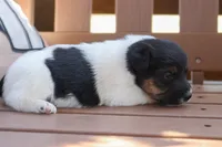 Sassy, a female Jack Russell Terrier for sale in Stoutland, MO – 3 of 3