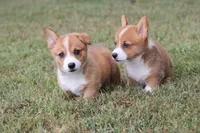 AKC Violet, a female Pembroke Welsh Corgi for sale in Stoutland, MO – 3 of 3
