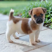 Mathew, a male Jack Russell Terrier for sale in Stoutland, MO – 1 of 3