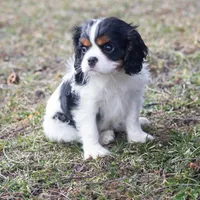 Jayda, a female Cavalier King Charles Spaniel for sale in Stoutland, MO – Photo 1 of 2
