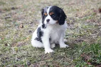 Jayda, a female Cavalier King Charles Spaniel for sale in Stoutland, MO – Photo 1 of 2