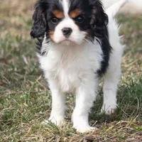 Jayda, a female Cavalier King Charles Spaniel for sale in Stoutland, MO – Photo 2 of 2