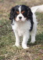 Jayda, a female Cavalier King Charles Spaniel for sale in Stoutland, MO – Photo 2 of 2