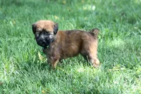 AKC Sadie, a female Soft Coated Wheaten Terrier for sale in Stoutland, MO – 7 of 7