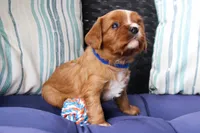 Rider, a male Cavalier King Charles Spaniel for sale in Stoutland, MO – 3 of 5
