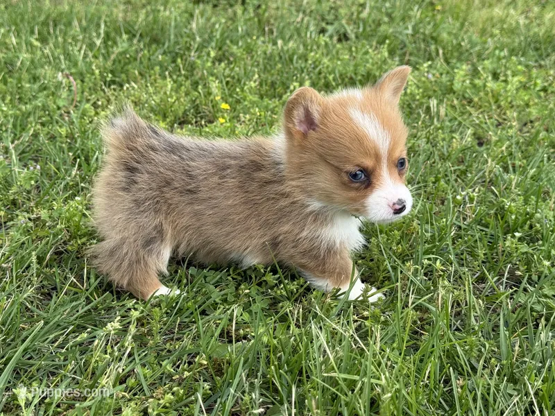 Willow – Pembroke Welsh Corgi puppy for sale in Stoutland, MO