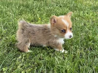 Willow, a female Pembroke Welsh Corgi for sale in Stoutland, MO – 1 of 3
