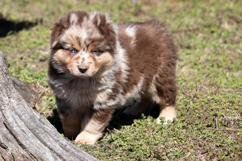 Bruce – Australian Shepherd puppy for sale in Stoutland, MO
