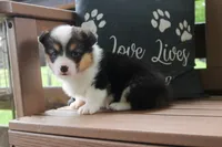 AKC Grant, a male Pembroke Welsh Corgi for sale in Stoutland, MO – 2 of 4